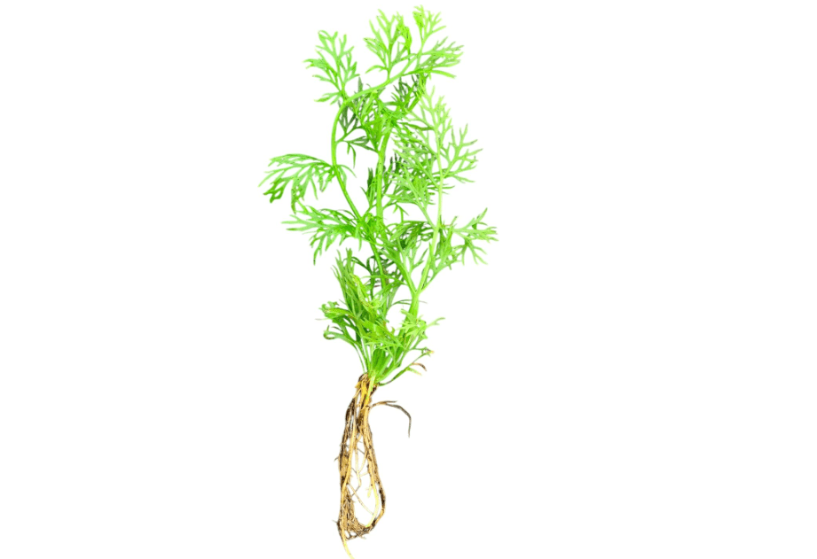 
Water Sprite Lace Leaf Live Aquarium Plant