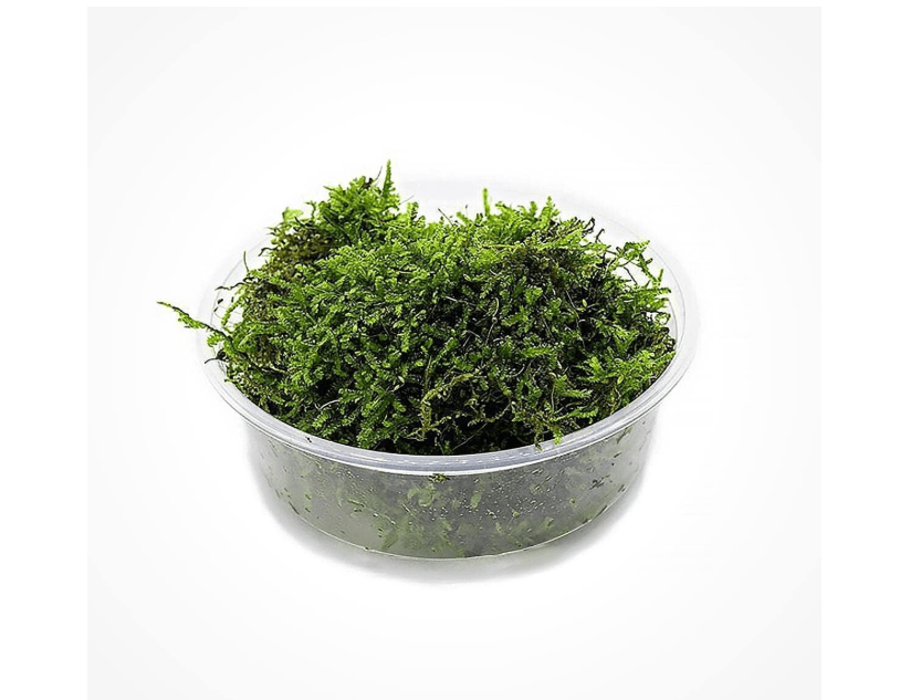 
SubstrateSource Christmas Moss Live Aquarium Plant - Freshwater Fish Tank Decorations for Natural Aquatic