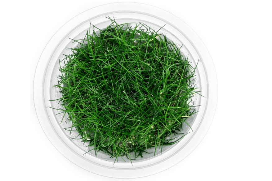 
SubstrateSource Live Plant - Dwarf Hairgrass Eleocharis Belem Tissue Culture Aquatic Live Aquarium Plant - 100% Snail Free in Vitro Cup (Dwarf Hairgrass)