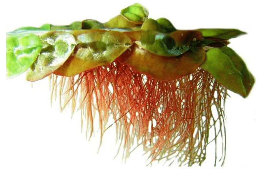 
CANTON AQUATICS Live Aquarium Red Root Floater Plants - Highly Sought & Removes Nitrates - Easy to Maintain - Increases Beaty - Promote 