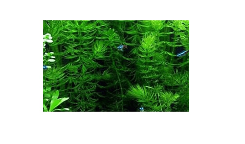 
Marcus Fish Tanks 3X Oxygenating Hornwort Coontail Ceratophyllum Demersum