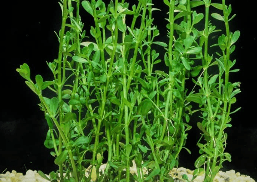 
Moneywort (Bacopa Monnieri) Potted Live 