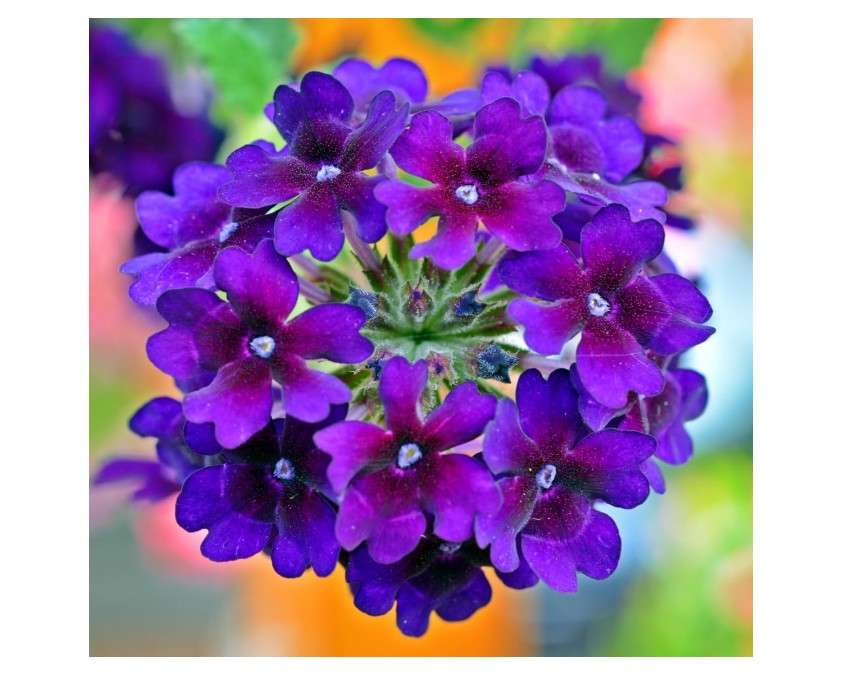 
Verbena Live Plant, Trailing Verbena Plants for Planting Outdoor, Perennial Ground Cover Flowers 4 Inch Pot (Dark Purple)