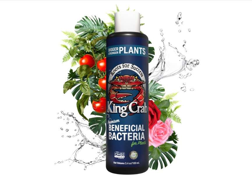 
King Crab Instant Compost Tea, Root Stimulator for Plants, Ultra Concentrated OMRI Organic Bacteria, 275 Million Organisms per ml, Roses, Tomatoes