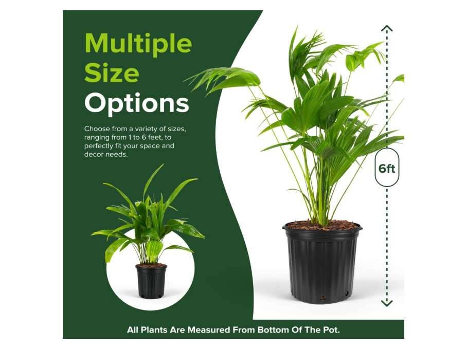 
Chinese Fan Palm Tree, Livistona chinensis - Tropical Indoor/Outdoor Live Tree, Exotic Houseplant with Large Fan-Like Leaves, Low Maintenance Garden