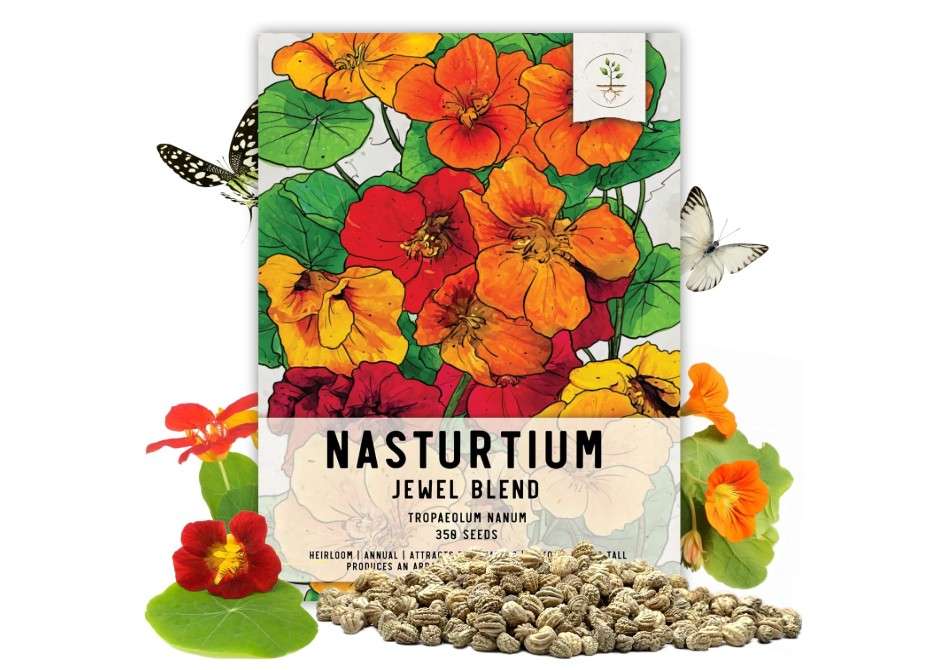 
Seed Needs Nasturtium Seeds Jewel Mix Multicolored Edible Flowers | 1.5 Ounce 350+ Seeds Tropaeolum Nanum Annual Flower Seed Mix | Bulk Jewel Nasturtiums