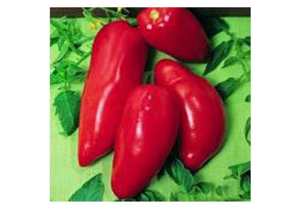 
Opalka Tomato Seeds (25 Seed Packet) (More Heirloom, Non GMO, Vegetable, Fruit, Herb, Flower Garden Seeds at Seed King Express)