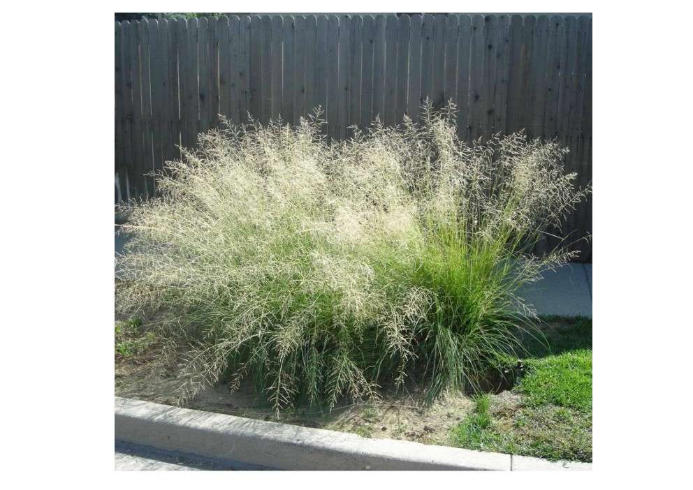  Weeping Lovegrass Seeds Eragrostis Curvula Perennial Drought Tolerant Used as Forage Crop for Livestock Garden Borders Outdoor 200Pcs Grass Seeds by YEGAOL