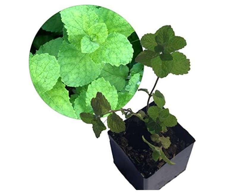
Organic Apple Mint Live Plant, (Mentha suavolens) in 2.5 inch Pot