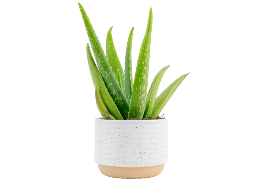 
Costa Farms Aloe Vera, Live Succulent Plant, Easy Care Indoor Houseplant in Modern Décor Planter, Room Air Purifier, Tabletop, Office, Desk or Home Décor