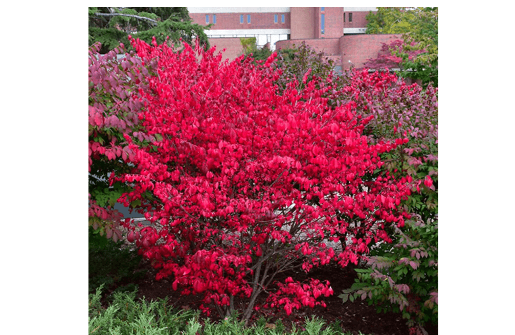 
Dwarf Burning Bush Euonymus Plant 12-16 Inch Tall, Burning Bush Hedge Shrubs in Gallon Pot, Garden and Container Growing