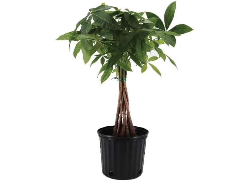 
American Plant Exchange Money Tree – 10-Inch Pot, Live Bonsai Houseplant, Easy Care Indoor Plant for Home, Office, or Garden Decor