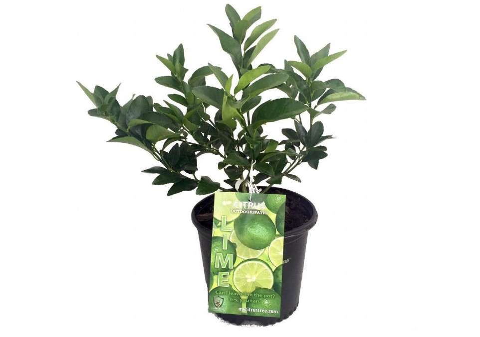 
Persian Lime Tree - Fruit Bearing Size -6" Pot-NO Ship to TX, FL, AZ, CA, LA, HI