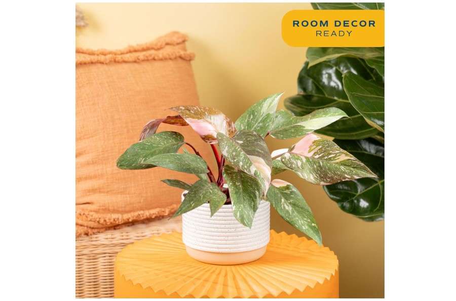 
Costa Farms Pink Princess Philodendron, Live Indoor Plant, Rare Unique Houseplant Potted in Indoors Garden Plant Pot, Living Room Home Decor, Trending