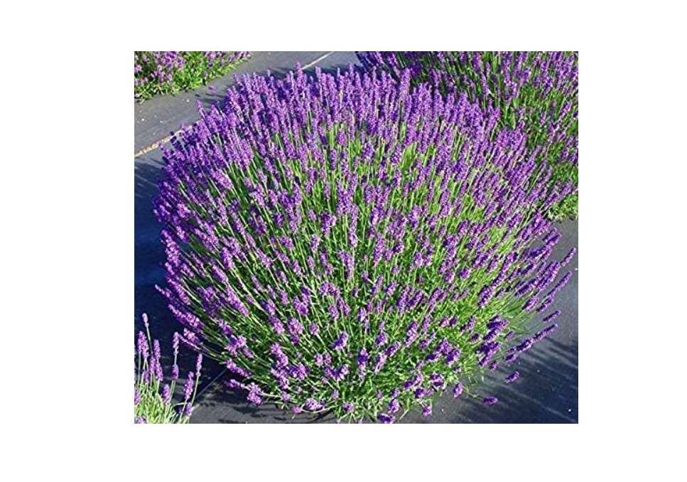 
L+ Lavender 'Hidcote Blue' – 4 Live Plants in 4" Pots – Dark Purple Flowers – Fragrant, Pollinator-Friendly, Drought & Deer Resistant 