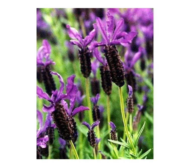 
L+ Lavandula Stoechas Anouk (2.5QT Size Pot, Bee Friendly, 1 Live Plant)