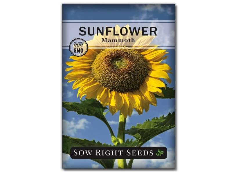 
Sow Right Seeds - Mammoth Sunflower Seeds to Plant - Grow Giant Sunflowers in Your Garden - Non-GMO Heirloom Seeds for Planting an Outdoor Garden