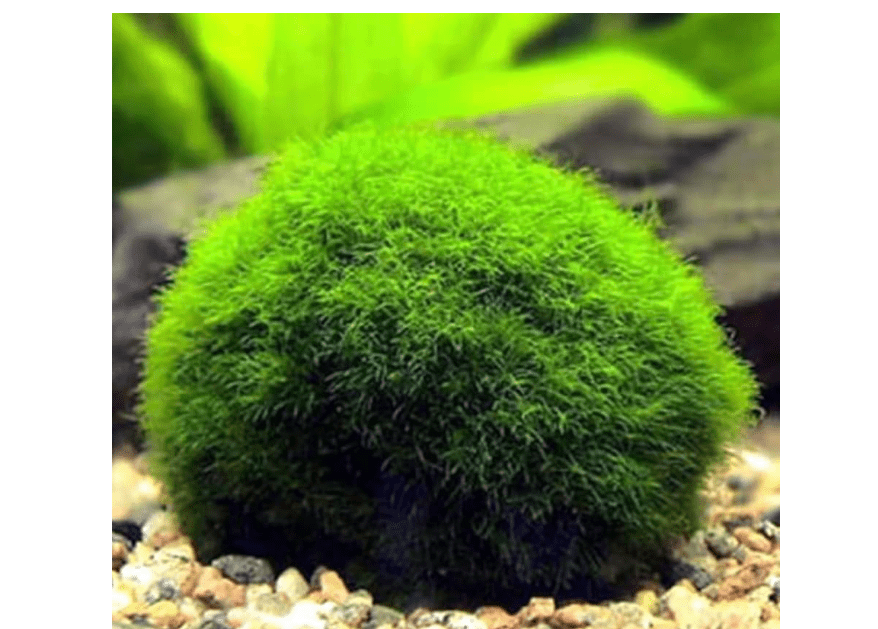 
2 Live Moss Pebbles Balls for Fish Tank Decoration Plant/Aquatic Balls