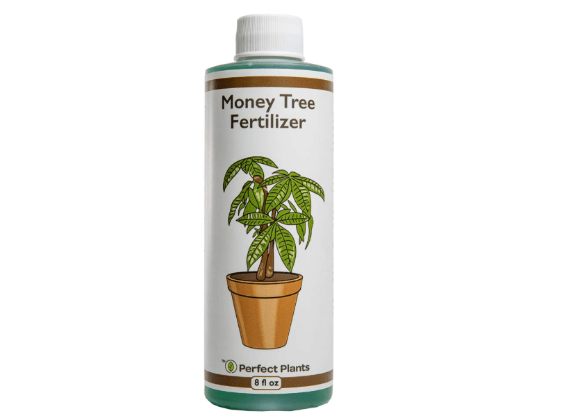 
Perfect Plants Liquid Money Tree Fertilizer | 8oz. of Premium Concentrated Indoor and Outdoor Pachira Aquatica Fertilizer | Use with Containerized.