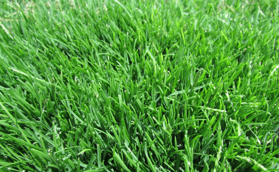 
Emerald Zoysia (Zoysia Emerald) grass seeds-