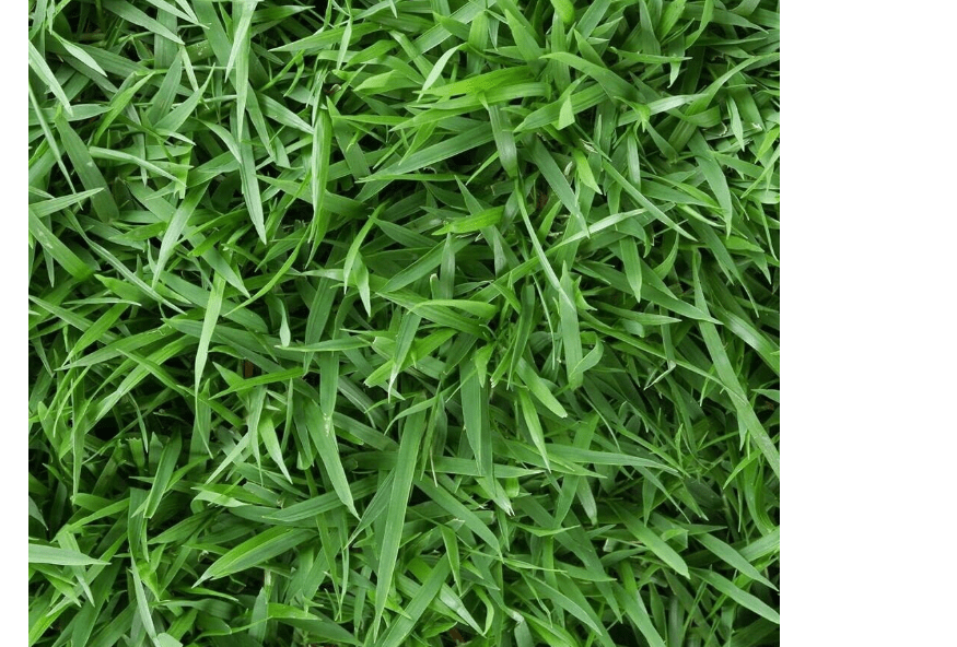 
Empire Zoysia Grass Seeds Zoysia Empire Grass Seeds Zoysia Grass