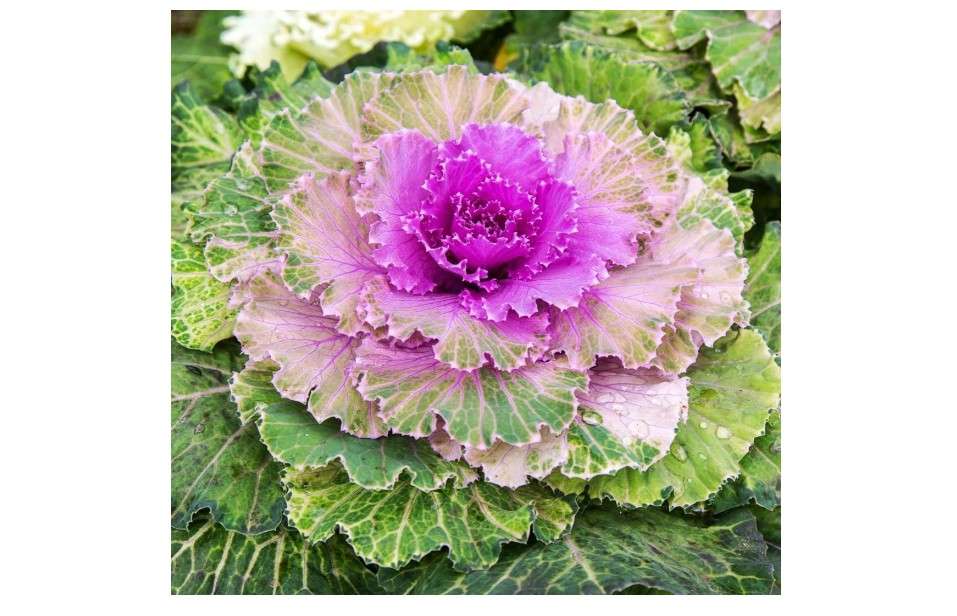 
Outsidepride Ornamental Kale Seeds - 1000 Pcs. Annual, Easy to Grow & Cold Hardy, Flower Seeds for Planting Edible & Frilly Vibrant Mixed Blooms