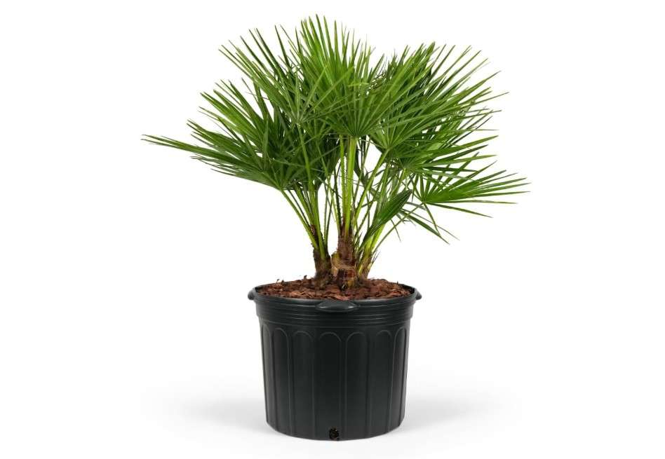 
European Fan Palm Tree Multi - Chamaerops Humilis, Cold Hardy Mediterranean Palm, Drought-Tolerant Ornamental Plant for Patios, Gardens, and Landscapes
