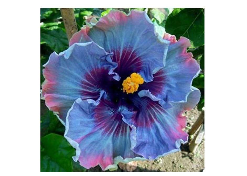 
KVITER 30 Hibiscus Seeds for Planting – Rare Fairy Dust Blooms – Perennial Flower Seeds to Plant Outside – Stunning Hibiscus Flowers Heirloom Seed