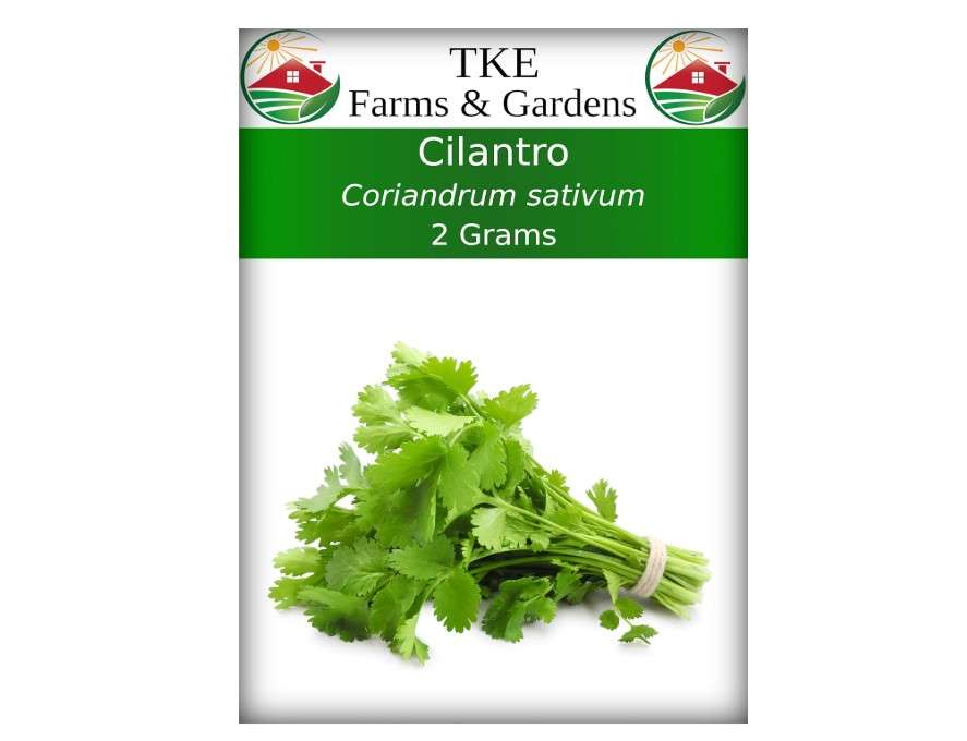 
TKE Farms & Gardens - Cilantro Seeds for Planting, 150+ Non-GMO Heirloom Coriander Seeds, Slow Bolt for Long Harvest, Indoor or Outdoor Herb Garden