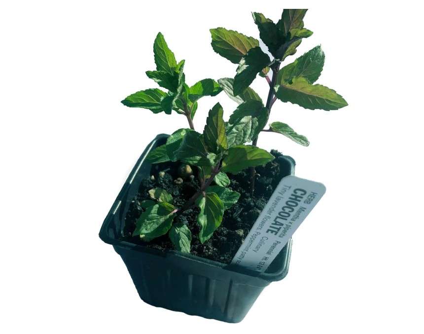 
Organic Chocolate Mint Live Plant (Mentha piperita 'Chocolate Mint') 2.5 inch Pot
