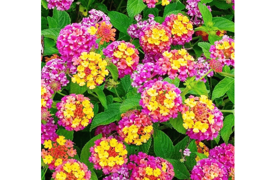 
200+Perennial Mix Lantana Flowers Seeds for Planting Outdoors Home Garde