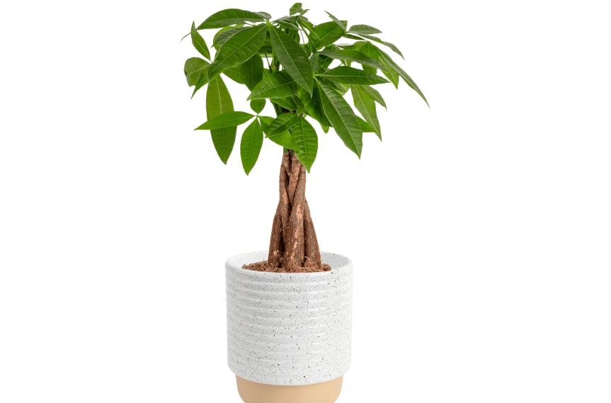 
Costa Farms Money Tree Live Plant | 12-16 Inches Tall Bonsai | Easy to Grow Indoor Houseplant in Plant Pot | Home, Office, or Room Decor | Birthday,