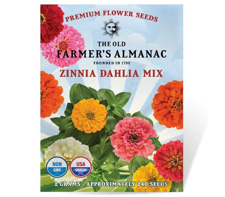 The Old Farmer's Almanac Zinnia Seeds (Dahlia Mix) - Approx 240 Flower Seeds - Non-GMO, Premium, Open Pollinated