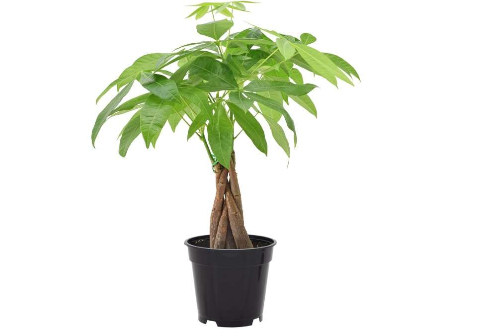 
Money Tree Live Indoor Plant in 4 in. Plastic Grower Pot *Sold by Amazon and Arcadia Garden Products*
