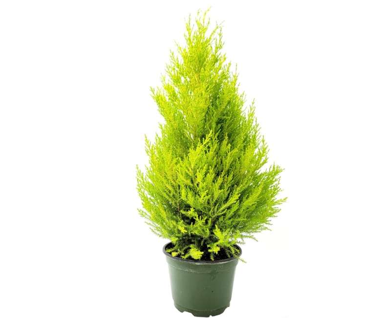 
Live Dwarf Lemon Cypress, Cupressus macrocarpa 'Goldcrest Wilma', Indoor Tree, Houseplant, 6-in Pot
