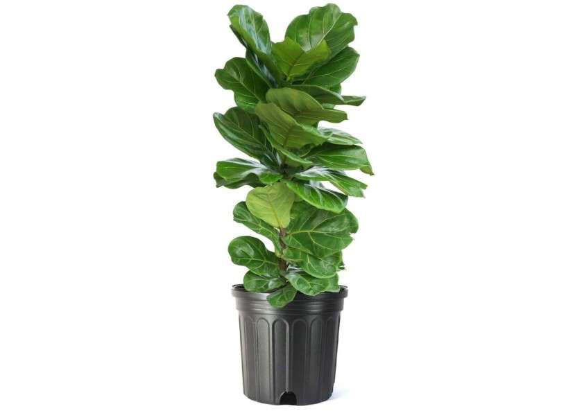 
American Plant Exchange Live Fiddle Leaf Fig – 10-Inch Pot –Bold Leafy Indoor Plant for Bright Spaces