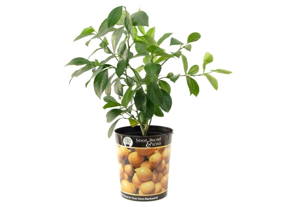 
Garden State Bulb Meyer Lemon Tree, Citrus Live Plant (1 Gallon Growers Pot) Cannot Ship FL, AZ, CA, TX, LA