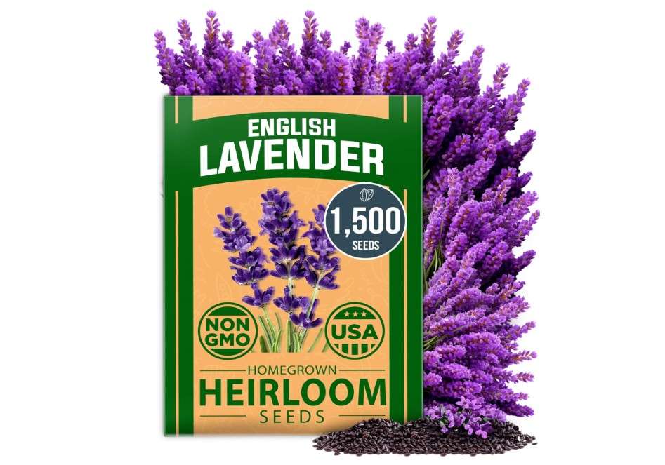 
HOME GROWN 𝗨𝗦𝗔 𝗣𝗥𝗘𝗠𝗜𝗨𝗠 English Lavender Seeds 1,500+ 𝗡𝗢𝗡-𝗚𝗠𝗢 Wildflower Seed for Planting Indoor/Outdoor, High Germination, Plant Flower
