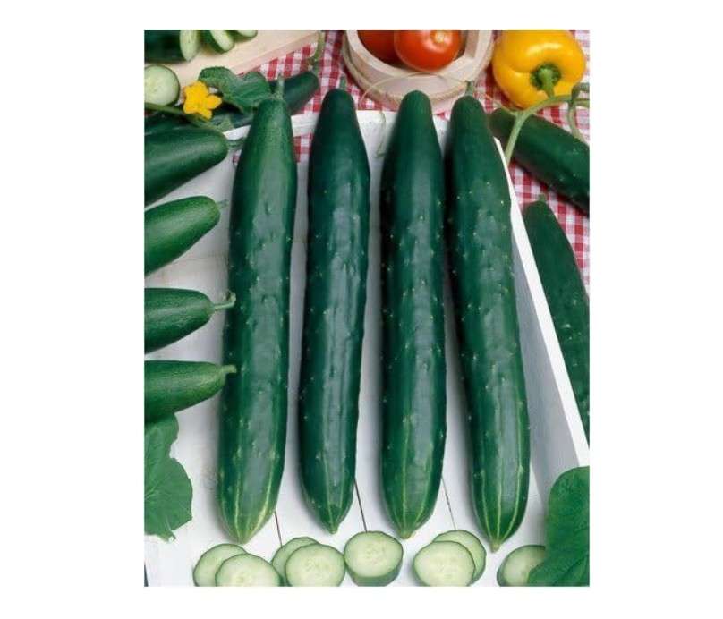 
Burpless #26 Hybrid Cucumber Seeds - Cucumis Sativus - 0.5 Grams - Approx 18 Gardening Seeds - Vegetable Garden Seed