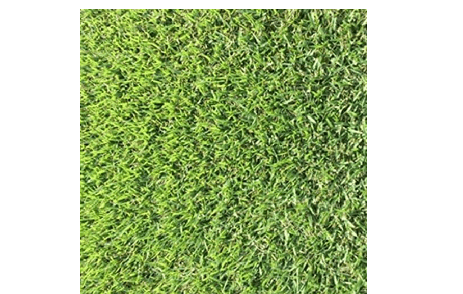 
Zoysia grass seeds 