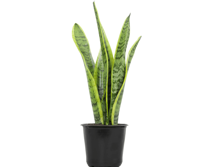 
Live Snake Plant, Sansevieria trifasciata Laurentii, Fully Rooted Indoor House Plant in Pot, Mother in Law Tongue Sansevieria Plant, Potted Succulent Plants