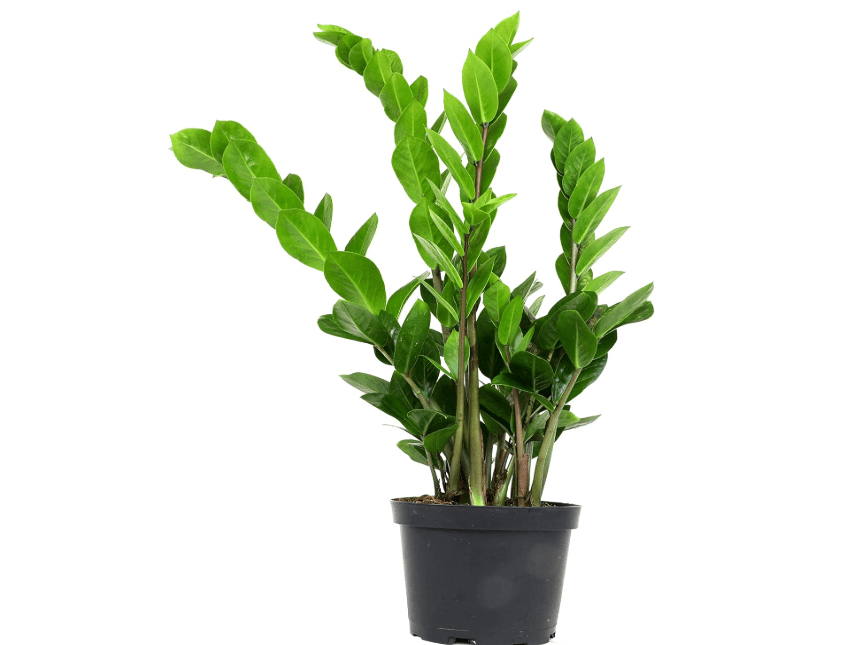 
6" ZZ Plant Zamioculcas Zamiifolia, ZZ Plants Live House Plants Indoors Live House Plants Indoors, Indoor Plants Live, Real Live Plants Indoor Plants
