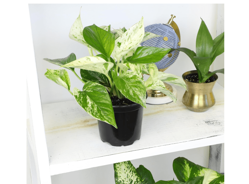 
Live Pothos Plants (4PK) Indoor Plants Live Houseplants, Pothos Live Plant House Plants, Money Plant Indoor Pothos Plant Decor, Devils 
