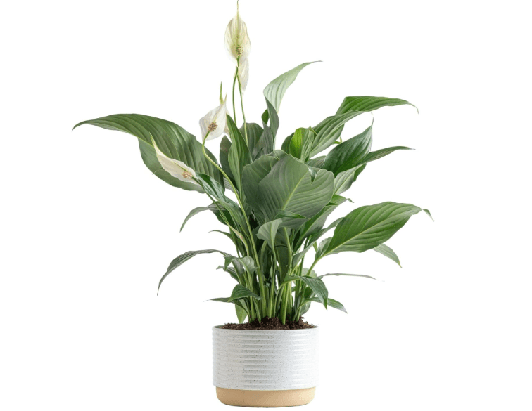 
Costa Farms Peace Lily, Live Indoor Plant with Flowers, Easy to Grow Houseplant in Decorative Pot, Potting Soil, Thinking of You, Get Well Soon Gift, Room