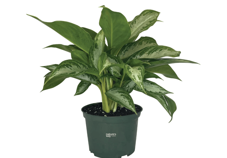 
Nature's Way Farms, Chinese Evergreen, Aglaonema Crystal Bay, Live Houseplant (8-15 in. Tall) in Grower Pot
