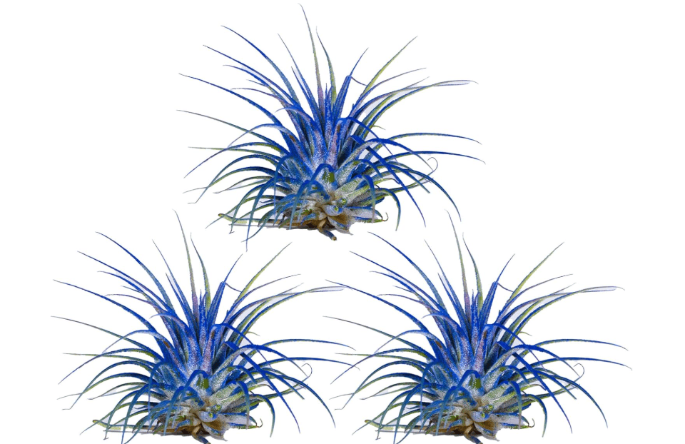 
Air Plants - Tillandsia Ionantha - Organically Enhanced Color - Live Arrival Guaranteed - House Plants for Home Decor & Gift (Blue Bell 3pk)