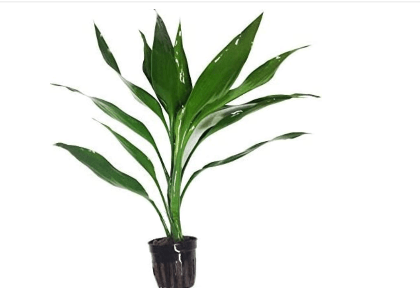 Greenpro Lucky Bamboo Dracaena Sanderiana Green Potted Live Aquatic Aquarium Plants for Freshwater Fish Tank