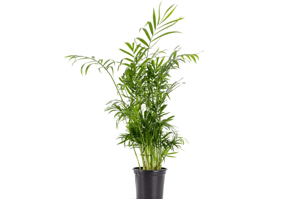 
Sprig & Stone Chamaedorea elegans - Neanthe Bella (Parlor Palm) 