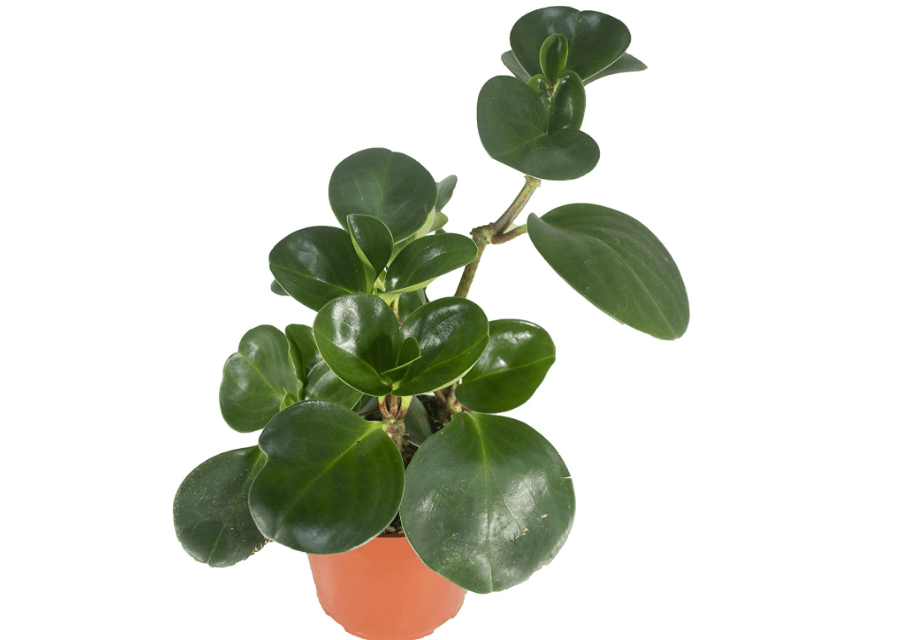 
Live Baby Rubber Plant - 4'' Small Pot Peperomia Obtusifolia from California Tropicals, Ideal Gift for Office, Garden, Home Decor, Indoor and