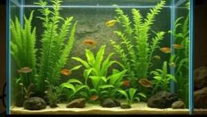 best plants for fish tank